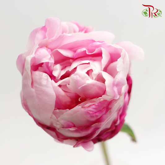 Peony - Sarah Bernhardt (2 Stems) ***Fragile (Small /Medium Size)-Pink-New Zealand-prflorist.com.my