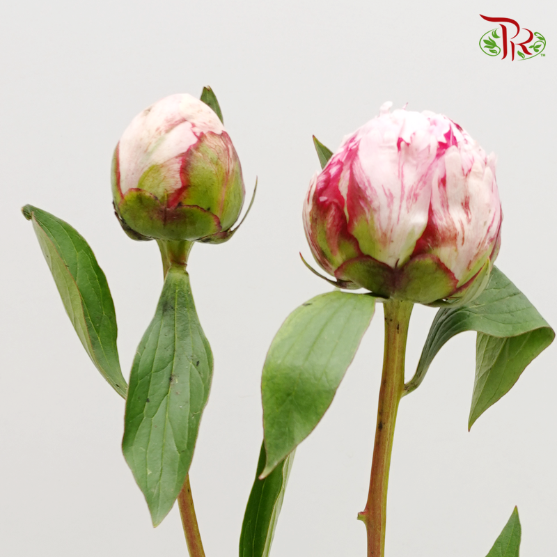 Peony - Sarah Bernhardt ***FRAGILE (2 Stems)***(Small / Medium Head)-Pink-Netherland-prflorist.com.my