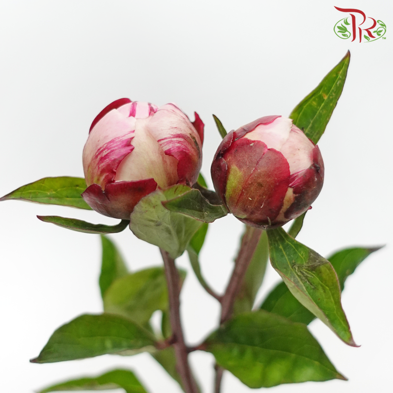 Peony - Sarah Bernhardt ***FRAGILE (2 Stems)***(Small / Medium Head)-Pink-Netherland-prflorist.com.my