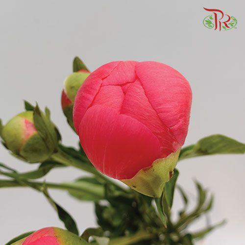 Peony - Sunset Coral (5 Stems) ***Fragile (Small /Medium Size)-Pink-China-prflorist.com.my