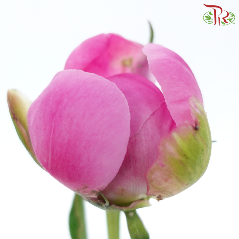 Peony - Xiao Ou ***FRAGILE (5 Stems)***(Small / Medium Head)-Pink-China-prflorist.com.my