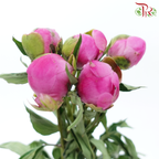 Peony - Xiao Ou ***FRAGILE (5 Stems)***(Small / Medium Head)-Pink-China-prflorist.com.my
