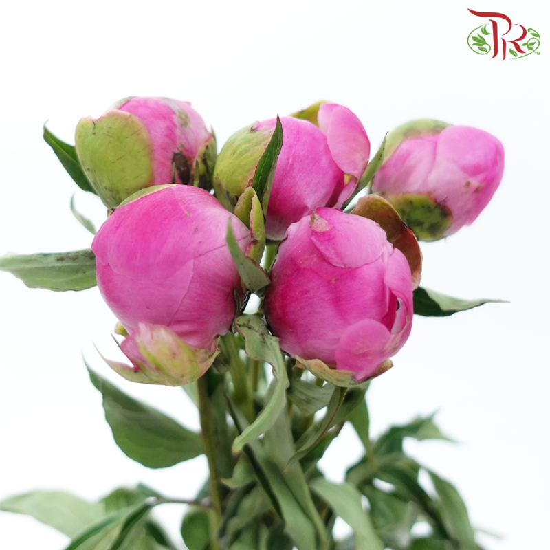 Peony - Xiao Ou ***FRAGILE (5 Stems)***(Small / Medium Head)-Pink-China-prflorist.com.my
