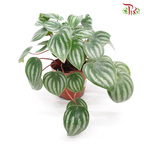 Peperomia Argyreia《西瓜皮椒草》-Pudu Ria Florist-prflorist.com.my