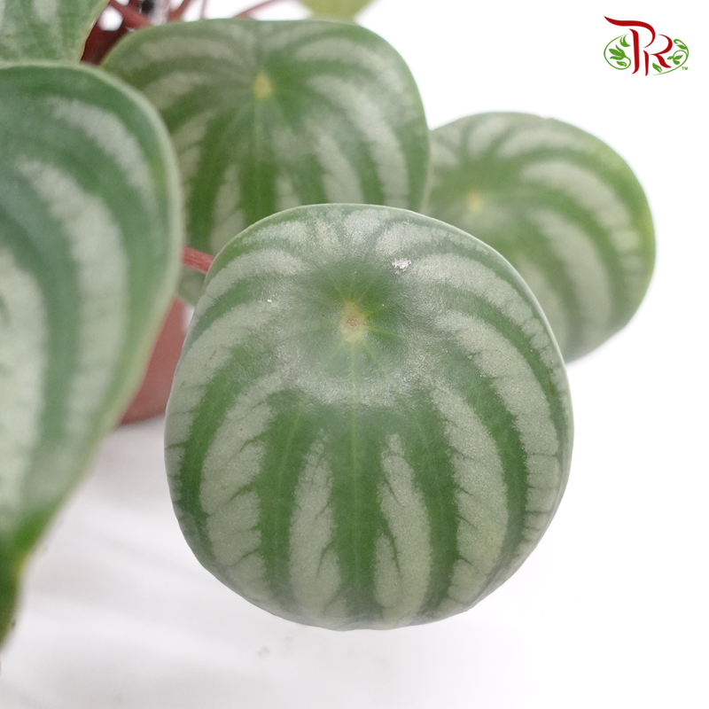 Peperomia Argyreia《西瓜皮椒草》-Pudu Ria Florist-prflorist.com.my