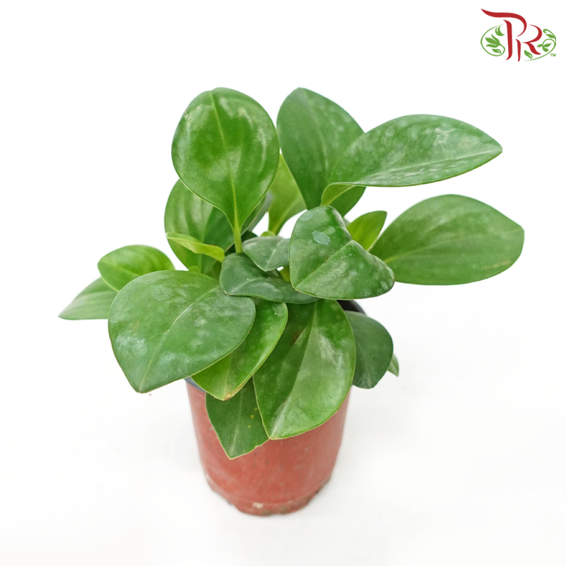Peperomia Green P90《椒草》