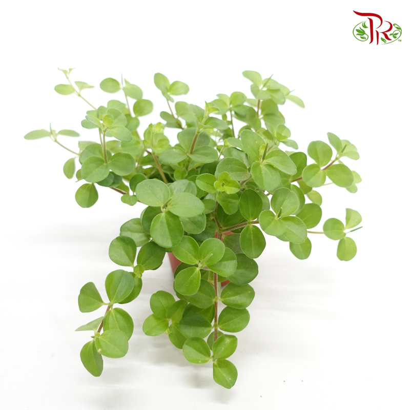 Peperomia Mini Valley – P80 《圆蔓椒草》-Pudu Ria Florist-prflorist.com.my