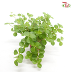 Peperomia Mini Valley – P80 《圆蔓椒草》-Pudu Ria Florist-prflorist.com.my
