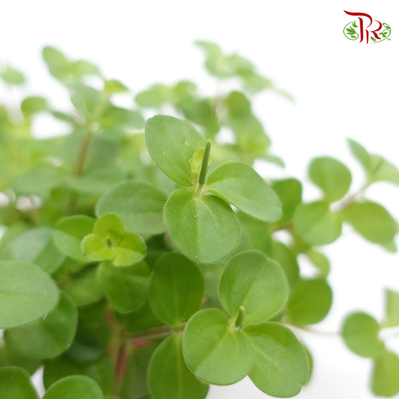 Peperomia Mini Valley – P80 《圆蔓椒草》-Pudu Ria Florist-prflorist.com.my