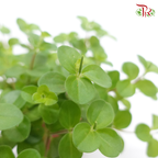 Peperomia Mini Valley – P80 《圆蔓椒草》-Pudu Ria Florist-prflorist.com.my