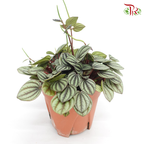 Peperomia Piccolo Banda《孔雀椒草》-Pudu Ria Florist-prflorist.com.my