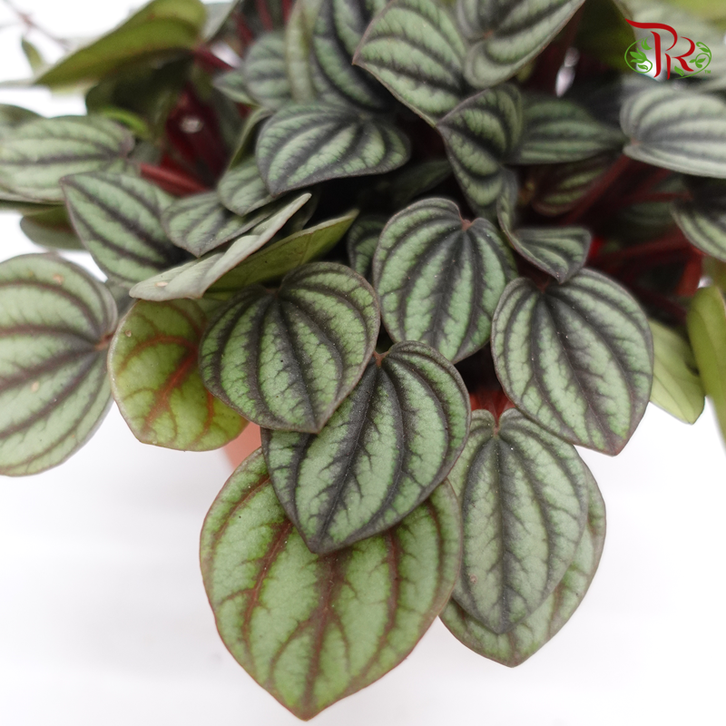 Peperomia Piccolo Banda《孔雀椒草》-Pudu Ria Florist-prflorist.com.my