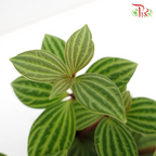 Peperomia Tetragona《白脉椒草》