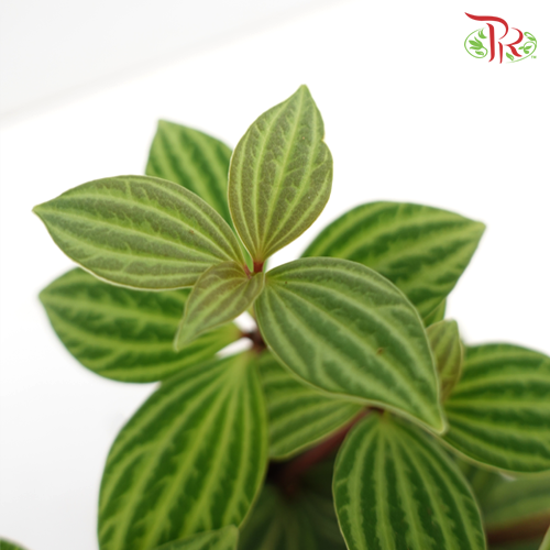Peperomia Tetragona《白脉椒草》