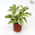 Peperomia Variegated 《圓叶椒草锦》-Pudu Ria Florist-prflorist.com.my
