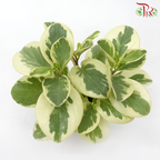 Peperomia Variegated 《圓叶椒草锦》-Pudu Ria Florist-prflorist.com.my