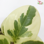 Peperomia Variegated 《圓叶椒草锦》-Pudu Ria Florist-prflorist.com.my