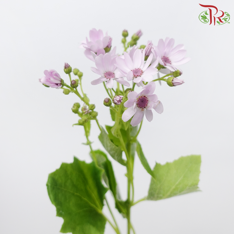 Pericallis - Lilac (2 Stems)-Lilac-Japan-prflorist.com.my