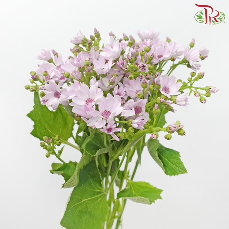 Pericallis - Lilac (2 Stems)-Lilac-Japan-prflorist.com.my