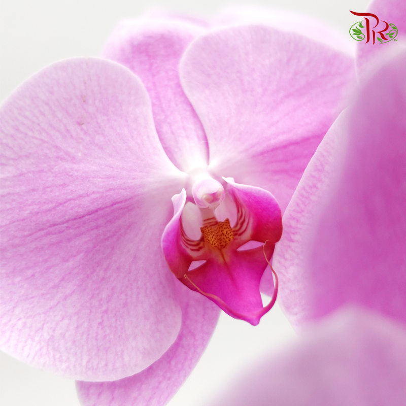 Phalaenopsis Cut - Light Pink (Per Stem)-Pink-Vietnam-prflorist.com.my