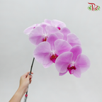Phalaenopsis Cut - Light Pink (Per Stem)-Pink-Vietnam-prflorist.com.my