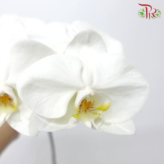 Phalaenopsis Cut - White (Per Stem)-White-Vietnam-prflorist.com.my