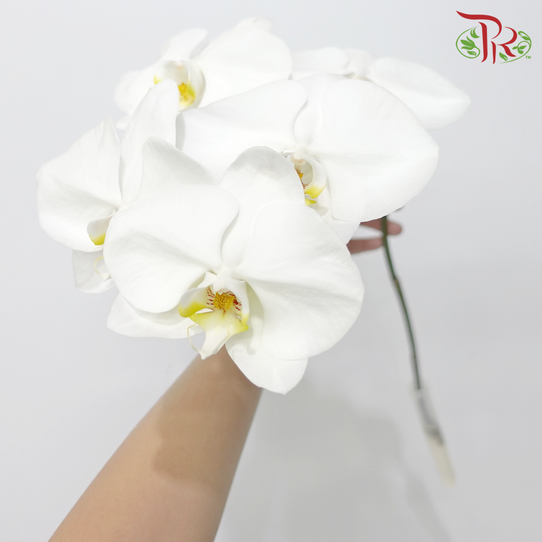 Phalaenopsis Cut - White (Per Stem)-White-Vietnam-prflorist.com.my