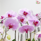 12in1 Premium Orchids Arrangement in Gold Wrapping Cloth (Random Choose Orchid Color)