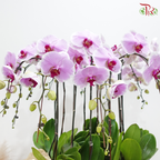 12in1 Premium Orchids Arrangement in Gold Wrapping Cloth (Random Choose Orchid Color)