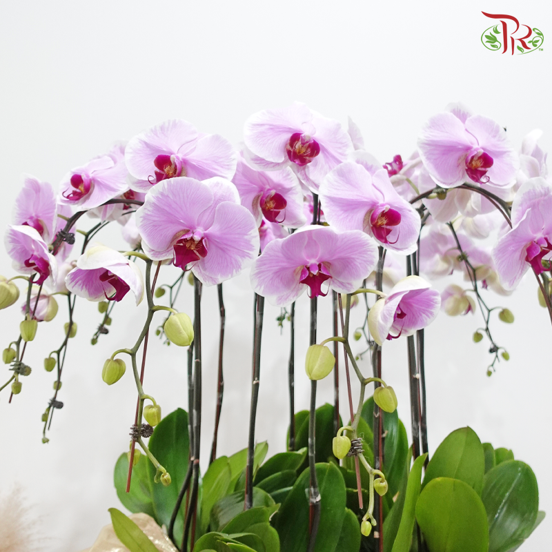 12in1 Premium Orchids Arrangement in Gold Wrapping Cloth (Random Choose Orchid Color)