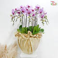 12in1 Premium Orchids Arrangement in Gold Wrapping Cloth (Random Choose Orchid Color)