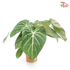 Philodendron Gloriosum《錦緞蔓綠絨》-Pudu Ria Florist-prflorist.com.my