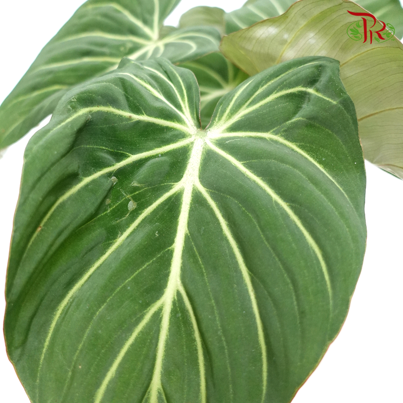 Philodendron Gloriosum《錦緞蔓綠絨》-Pudu Ria Florist-prflorist.com.my