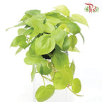 Philodendron Hederaceum Lemon Lime《柠檬汁蔓绿绒》-Pudu Ria Florist-prflorist.com.my