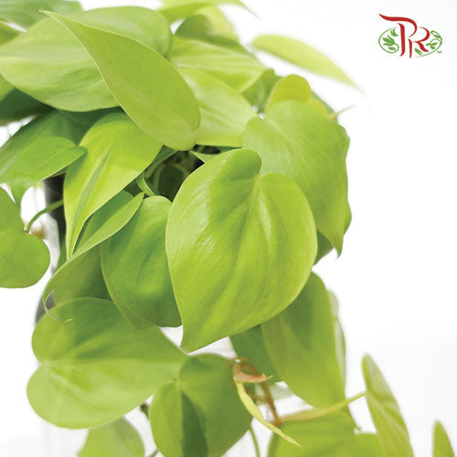 Philodendron Hederaceum Lemon Lime《柠檬汁蔓绿绒》-Pudu Ria Florist-prflorist.com.my