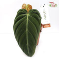 Philodendron Melanochrysum 《黑金蔓绿绒》- 1 LEAF ONLY