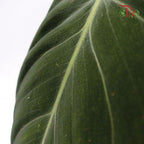Philodendron Melanochrysum 《黑金蔓绿绒》- 1 LEAF ONLY