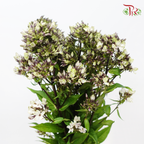 Phlox - (5 Stems)-Japan-prflorist.com.my