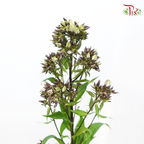Phlox - (5 Stems)-Japan-prflorist.com.my
