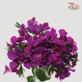 Phlox - Purple (Per Bunch)-Purple-China-prflorist.com.my
