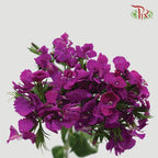 Phlox - Purple (Per Bunch)-Purple-China-prflorist.com.my