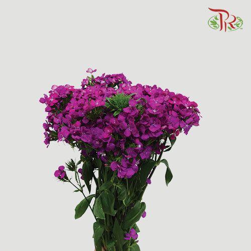 Phlox - Purple (Per Bunch)-Purple-China-prflorist.com.my