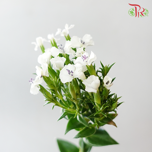 Phlox - White (Per Bunch)-White-China-prflorist.com.my