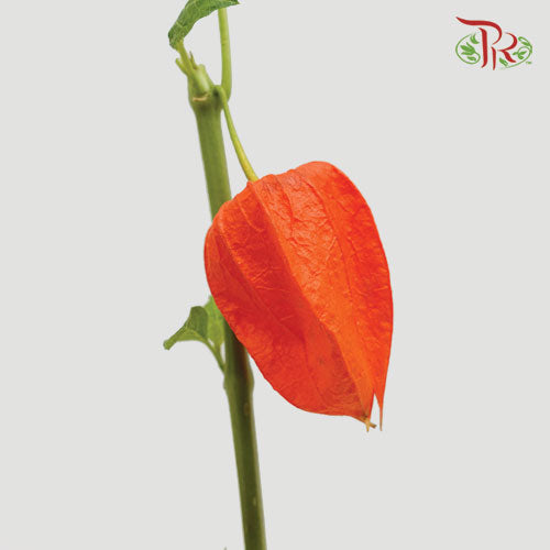 Physalis - Orange (5 Stems)-Orange-Netherland-prflorist.com.my