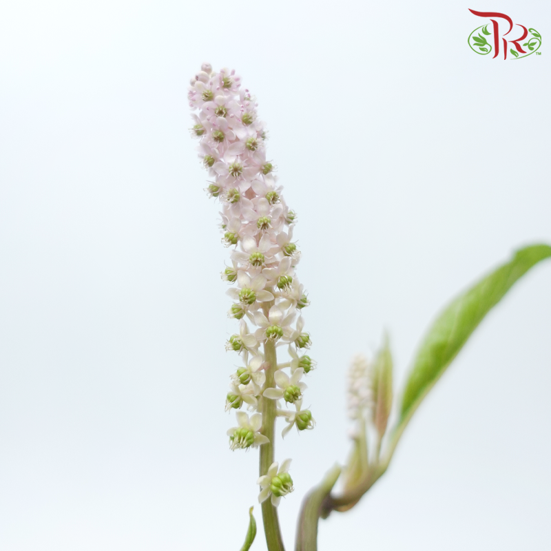 Phytolacca - Light Pink (Per Bunch)-Light Pink-China-prflorist.com.my