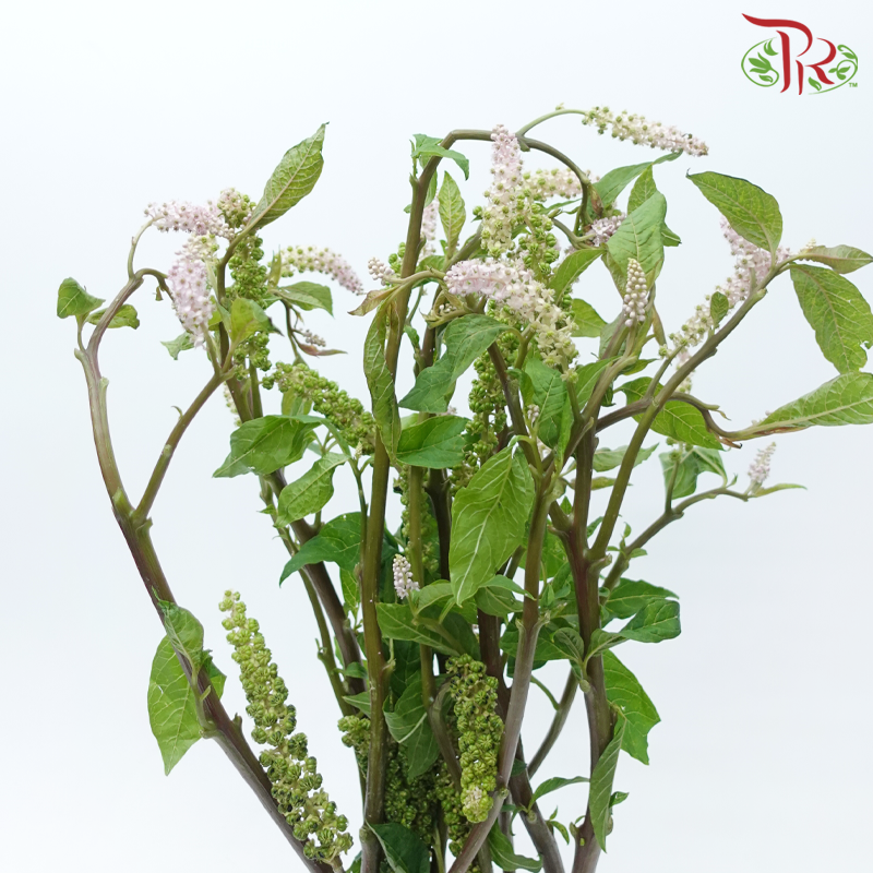 Phytolacca - Light Pink (Per Bunch)-Light Pink-China-prflorist.com.my