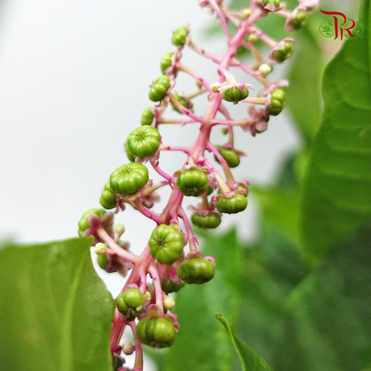 Phytolacca - (Per Bunch)-Green-China-prflorist.com.my