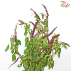 Phytolacca - (Per Bunch)-Green-China-prflorist.com.my