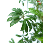 Pieris Japonica (120cm) - Foliage (Per Stem)-Green-Japan-prflorist.com.my