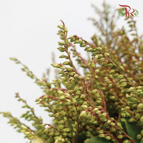 Pieris Japonica - Green-Green-China-prflorist.com.my